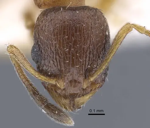 Temnothorax volgensis specimen CASENT0917440 image casent0917440_3