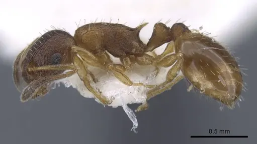 Temnothorax volgensis specimen CASENT0917440 image casent0917440_4