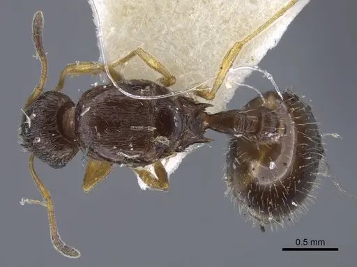 Temnothorax volgensis specimen CASENT0917441 image casent0917441_1