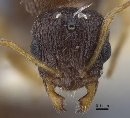 Temnothorax volgensis specimen CASENT0917441 image casent0917441_2
