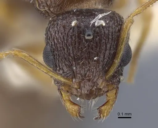 Temnothorax volgensis specimen CASENT0917441 image casent0917441_3