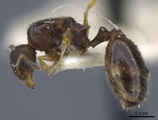 Temnothorax volgensis specimen CASENT0917441 image casent0917441_4