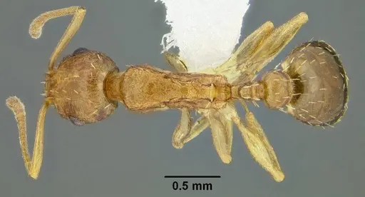 Temnothorax wardi specimen CASENT0339315 image casent0339315_1