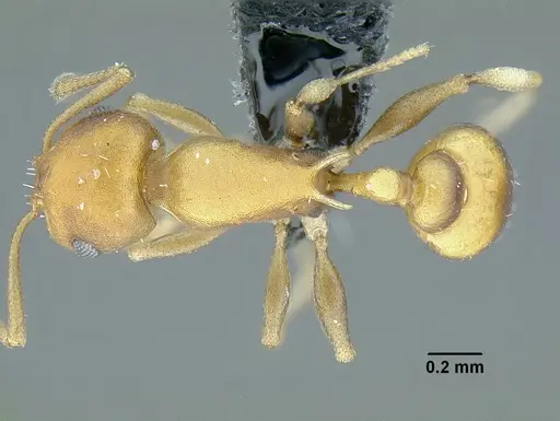 Temnothorax wettereri specimen CASENT0756094 image casent0756094_1