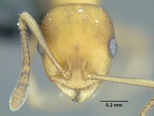 Temnothorax wettereri specimen CASENT0756094 image casent0756094_2