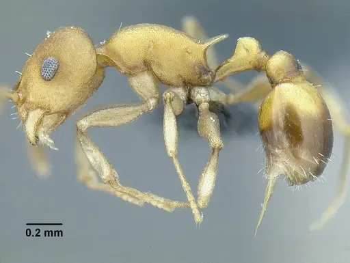 Temnothorax wettereri specimen CASENT0756094 image casent0756094_3
