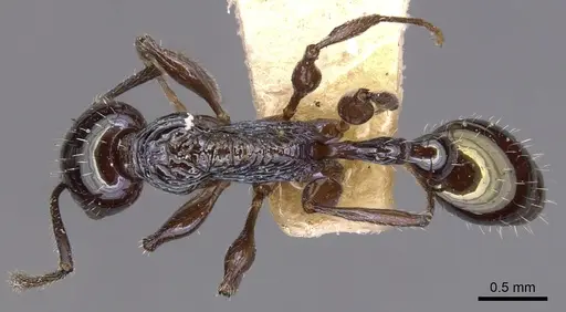 Temnothorax wheeleri specimen CASENT0904720 image casent0904720_1