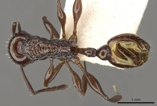 Temnothorax wheeleri specimen CASENT0914181 image casent0914181_1