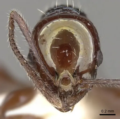 Temnothorax wheeleri specimen CASENT0914181 image casent0914181_2