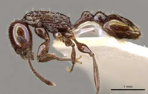 Temnothorax wheeleri specimen CASENT0914181 image casent0914181_3