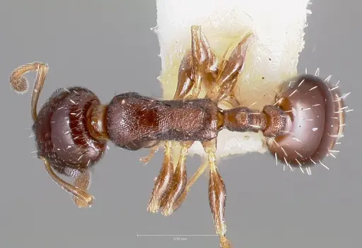 Temnothorax whitfordi specimen CASENT0005934 image casent0005934_1