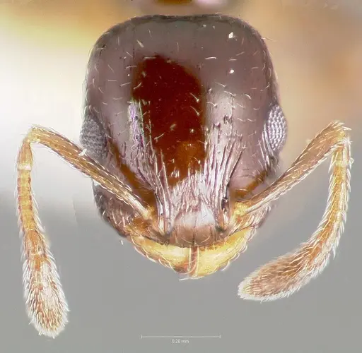 Temnothorax whitfordi specimen CASENT0005934 image casent0005934_2
