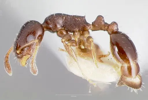 Temnothorax whitfordi specimen CASENT0005934 image casent0005934_3