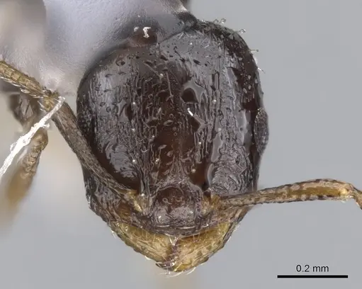 Temnothorax whitfordi specimen CASENT0901791 image casent0901791_2