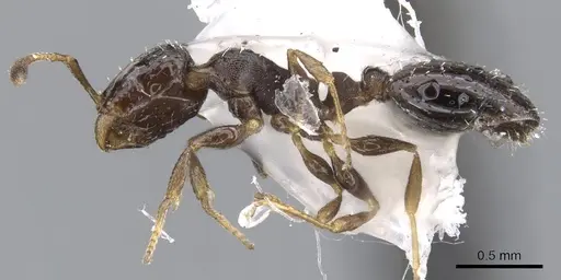 Temnothorax whitfordi specimen CASENT0901791 image casent0901791_3