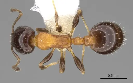 Temnothorax whitfordi specimen CASENT0922577 image casent0922577_1