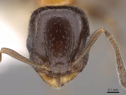 Temnothorax whitfordi specimen CASENT0922577 image casent0922577_2