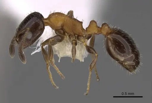 Temnothorax whitfordi specimen CASENT0922577 image casent0922577_3