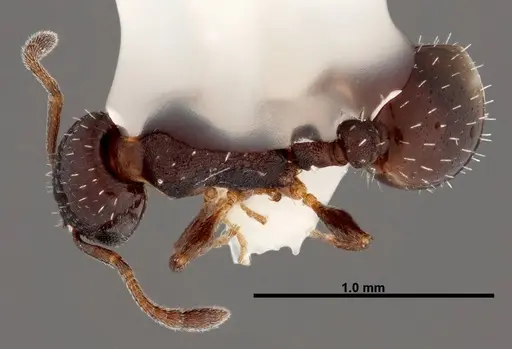Temnothorax whitfordi specimen FMNHINS0000049465 image fmnhins0000049465_1