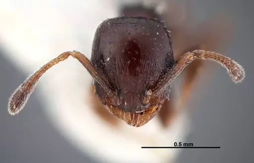 Temnothorax whitfordi specimen FMNHINS0000049465 image fmnhins0000049465_2
