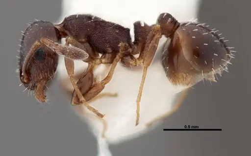 Temnothorax whitfordi specimen FMNHINS0000049465 image fmnhins0000049465_3