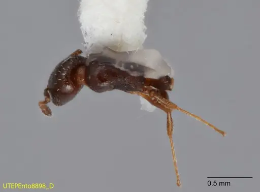 Temnothorax whitfordi specimen UTEPENTO8898 image utepento8898_1