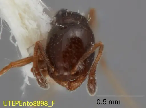 Temnothorax whitfordi specimen UTEPENTO8898 image utepento8898_2