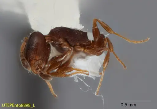 Temnothorax whitfordi specimen UTEPENTO8898 image utepento8898_3