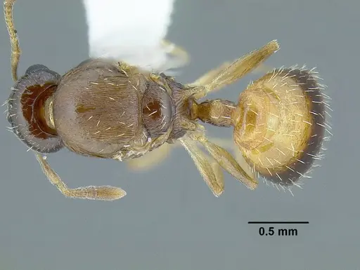 Temnothorax wilsoni specimen CASENT0758813 image casent0758813_1