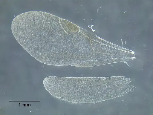 Temnothorax wilsoni specimen CASENT0758813 image casent0758813_2