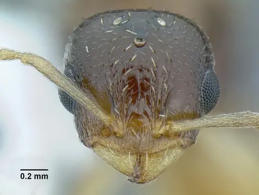 Temnothorax wilsoni specimen CASENT0758813 image casent0758813_3
