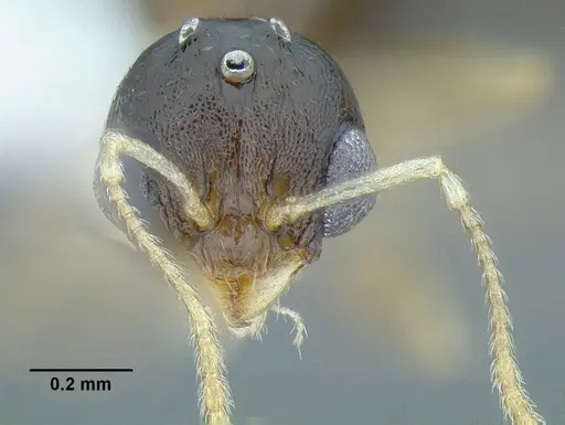 Temnothorax wilsoni specimen CASENT0758813 image casent0758813_4
