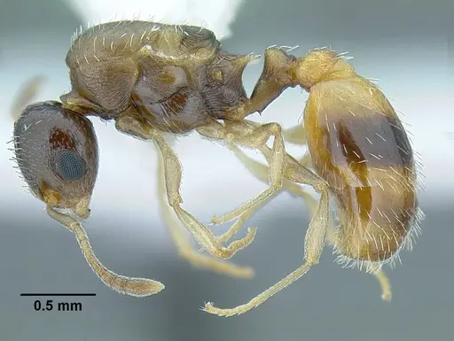 Temnothorax wilsoni specimen CASENT0758813 image casent0758813_5