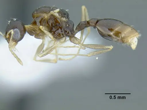 Temnothorax wilsoni specimen CASENT0758813 image casent0758813_6