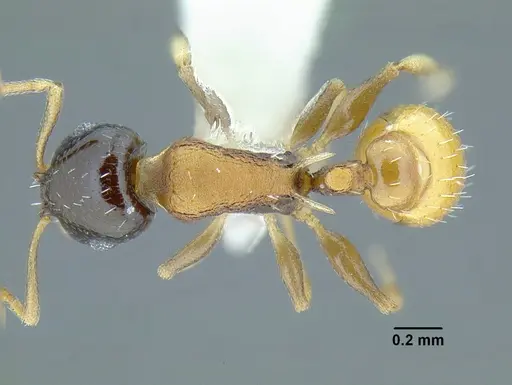 Temnothorax wilsoni specimen MCZENT00583608 image mczent00583608_1