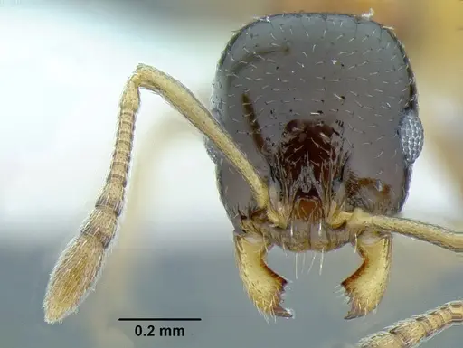 Temnothorax wilsoni specimen MCZENT00583608 image mczent00583608_2