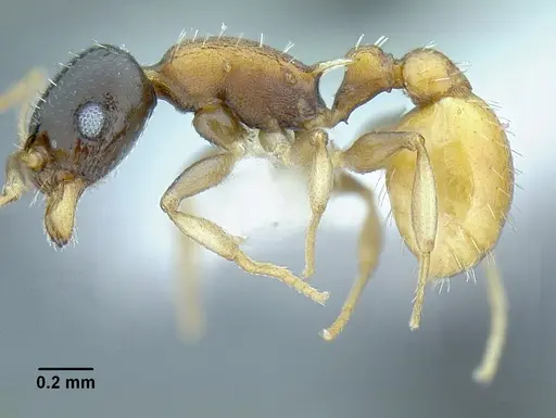 Temnothorax wilsoni specimen MCZENT00583608 image mczent00583608_3