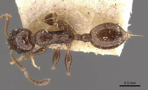 Temnothorax wroughtonii specimen CASENT0909057 image casent0909057_1