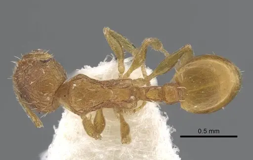 Temnothorax xanthos specimen CASENT0917212 image casent0917212_1
