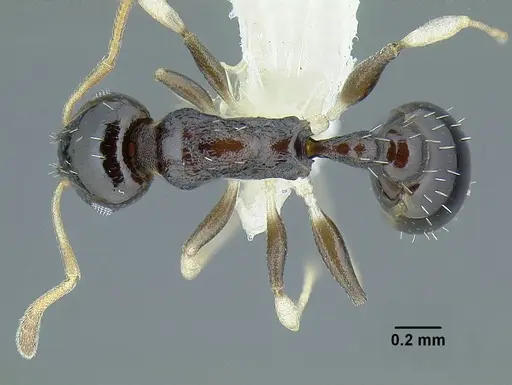 Temnothorax xincai specimen CASENT0632983 image casent0632983_1