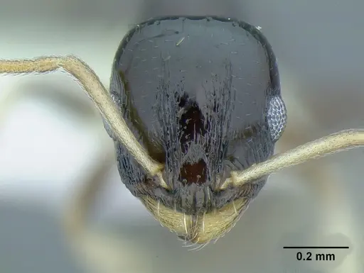 Temnothorax xincai specimen CASENT0632983 image casent0632983_2