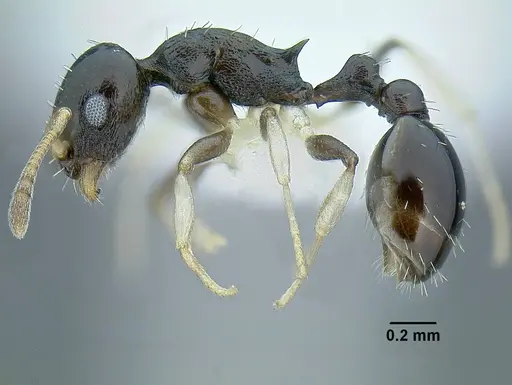 Temnothorax xincai specimen CASENT0632983 image casent0632983_3