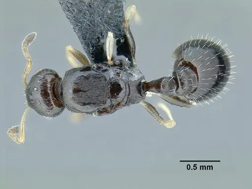 Temnothorax xincai specimen CASENT0632988 image casent0632988_1