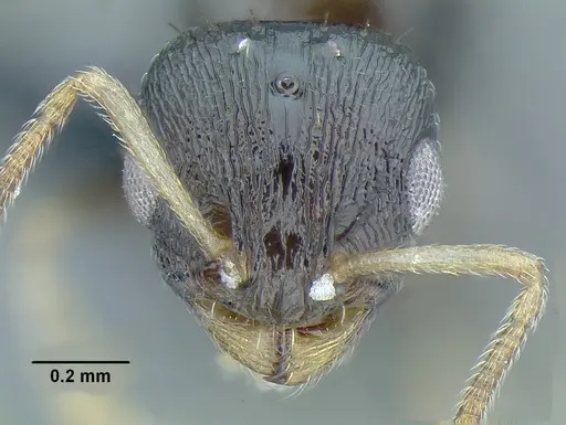 Temnothorax xincai specimen CASENT0632988 image casent0632988_2