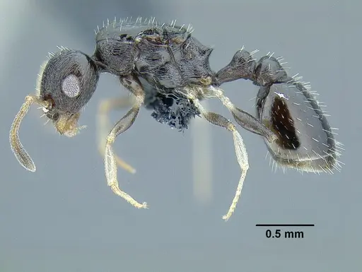 Temnothorax xincai specimen CASENT0632988 image casent0632988_3