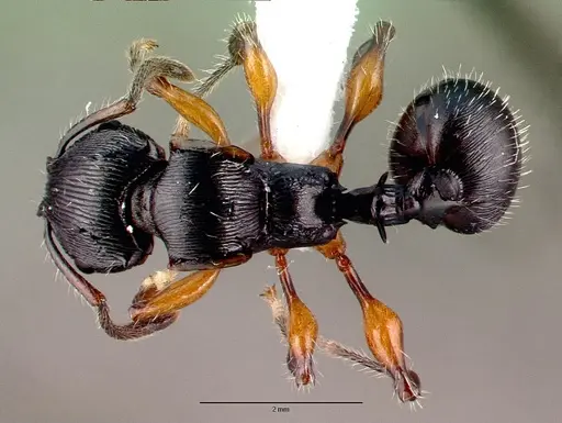 Terataner alluaudi specimen CASENT0010648 image casent0010648_1