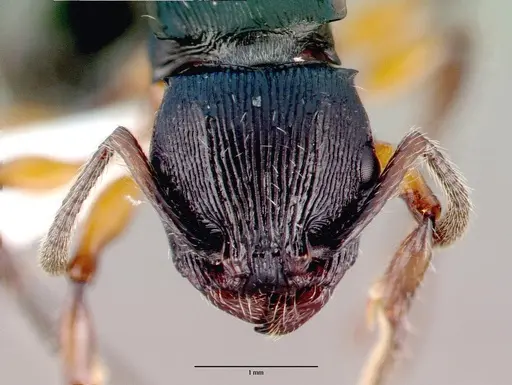 Terataner alluaudi specimen CASENT0010648 image casent0010648_2
