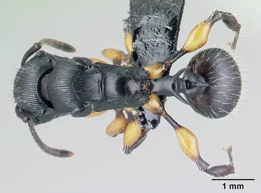Terataner alluaudi specimen CASENT0077516 image casent0077516_1