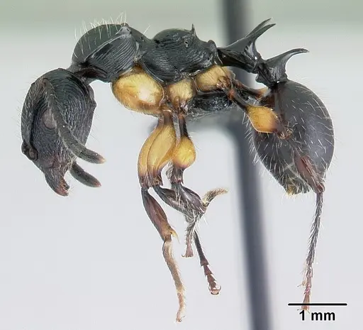 Terataner alluaudi specimen CASENT0077516 image casent0077516_3