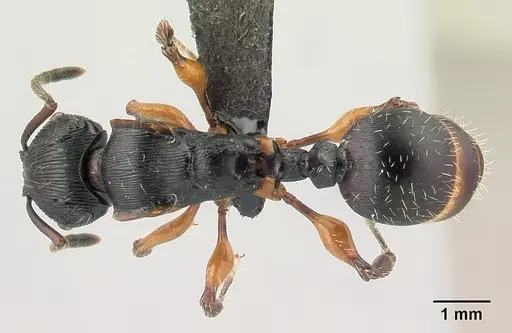 Terataner alluaudi specimen CASENT0095826 image casent0095826_1